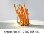 Raw fresh Organic Ophiocordyceps sinensis Chinese caterpillar fungus mushroom on blank white background. close-up, food ingredient. Dry summer grass mushroom winter worm on white