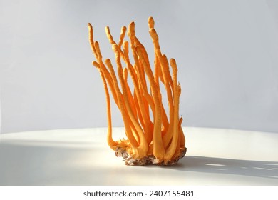 Raw fresh Organic Ophiocordyceps sinensis Chinese caterpillar fungus mushroom on blank white background. close-up, food ingredient. Dry summer grass mushroom winter worm on white