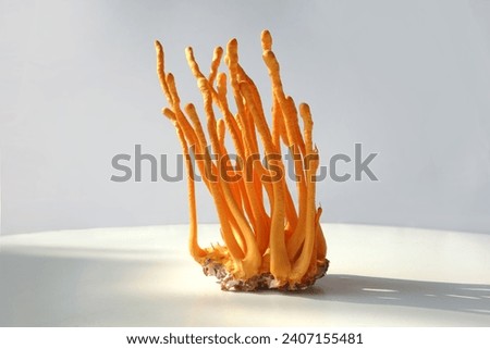 Raw fresh Organic Ophiocordyceps sinensis Chinese caterpillar fungus mushroom on blank white background. close-up, food ingredient. Dry summer grass mushroom winter worm on white