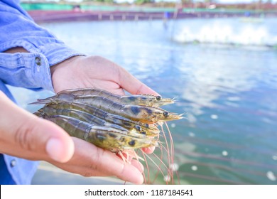 Raw Fresh Pacific White Shrimp (L. Vannamei) In Hands At Aquaculture Farm Site