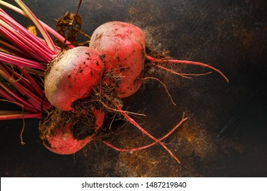 Raw fresh red striped chioggia beet root - Powered by Shutterstock