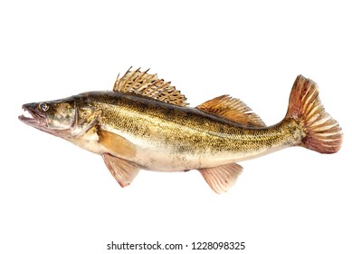 Raw Fresh Zander or Pike Perch Fish, isolated on a white background. Close-up