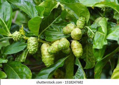 Raw fruits of Morinda citrifolia or Tahitian noni, Indian mulberry, Beach mulberry Meng kudu, Ach, Rubiaceae with green leafs, branches and stem background.