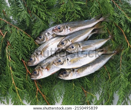 raw gilthead fishes isolated  on white background
