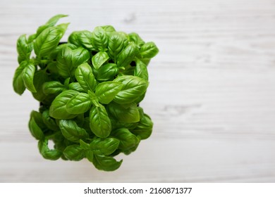 Raw Green Basil Plant, Top View. Flat Lay, Overhead, From Above. Copy Space.