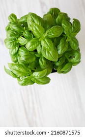 Raw Green Basil Plant, Top View. Flat Lay, Overhead, From Above. Space For Text.