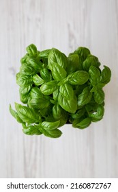 Raw Green Basil Plant, Top View. Flat Lay, Overhead, From Above.