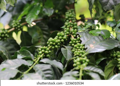 Raw Green Coffee Bean On Coffe Plant