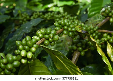 Raw green coffee beans arabica on tree in coffee plantation Wayanad Kerala india. coffee plants with leaf seeds of berries coffea. green coffee closeup view in Munnar coffee estate. Munar Kerala hill