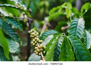 Is garcinia cambogia formula a hoax picture 10