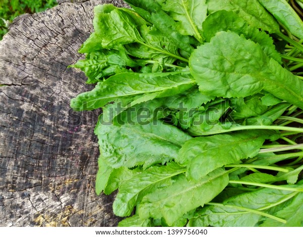 Raw Green Living Cress Watercress Leaves Stock Photo (Edit Now) 1399756040