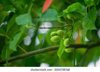 Ovocný strom Jalpai