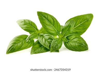 Raw Green Organic Basil leaves, isolated on white background.