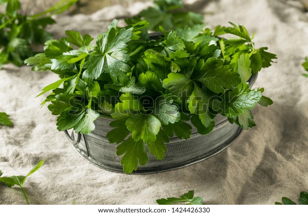 Raw\
Green Organic Italian Flat Leaf Parsley in a\
Bunch