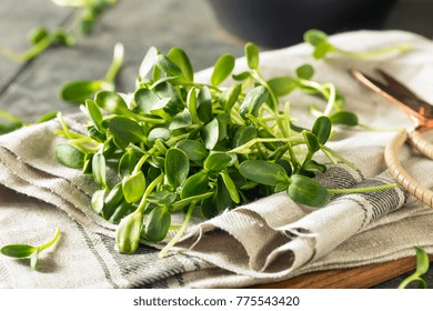 Raw Green Organic Sunflower Microgreens Ready To Eat