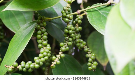 raw green peppercorn hanging on the plant