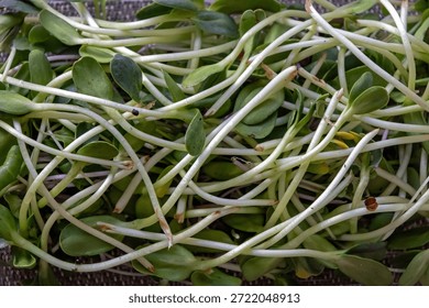 Raw green spouts pattern a vegetable grown by sprouting