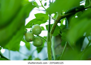 Raw or green tomatoes are many nutrients and antioxidants. Green tomatoes are good for making bones. The presential vitamin K, calcium, and lycopene in tomatoes are very good for repairing bones. - Shutterstock ID 2191681125