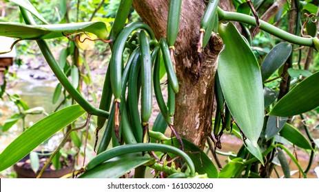 Raw Green Vanilla Bean In The Farm