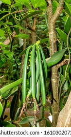 Raw Green Vanilla Bean In The Farm