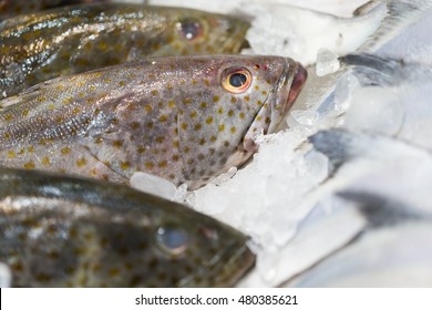 Raw Grouper Fish On Ice