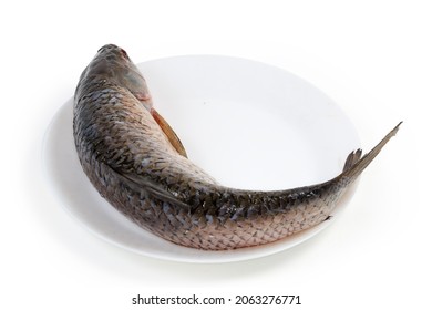 Raw gutted carcass of the grass carp cleaned from scales and prepared for cooking, lies on white dish on a white background, dorsal view