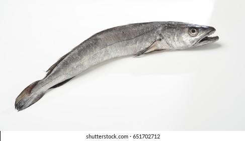 Raw Hake On White Background