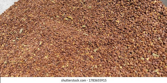 Raw Healthy Sesame Oil Seed After Crop Harvest