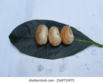 Raw jackfruit seeds . Jackfruit seeds in the Green leaf ,jackfruit vegetable seeds in the Indian man hand 