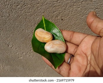 Raw jackfruit seeds . Jackfruit seeds in the Green leaf ,jackfruit vegetable seeds in the Indian man hand 