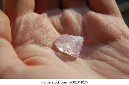 Raw Kunzite Crystal In Human Hand. Woman Holds Pink (purple) Spodumene Mineral For Lithotherapy, Heart And Crown Chakras.