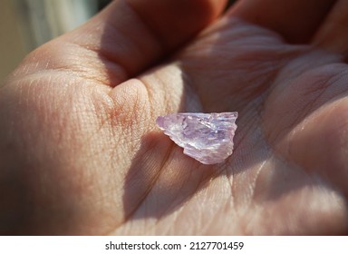 Raw Kunzite Crystal In Human Hand. Woman Holds Pink (purple) Spodumene Mineral For Lithotherapy, Heart And Crown Chakras.