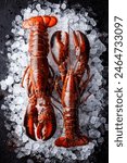 Raw lobsters on ice on a black stone table top view. Food seafood background. Close-up.