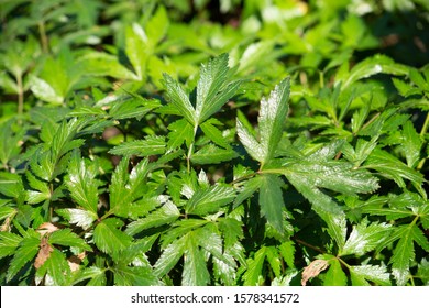 2,634 Chinese angelica Images, Stock Photos & Vectors | Shutterstock