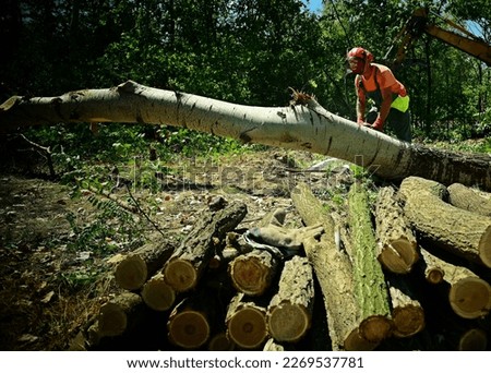 Raw material extractor lumberjacks at work. One men do dangerous, hard physical work in the forest. Human's hunger for energy causes the destruction of nature. Biodiversity of forests is important.