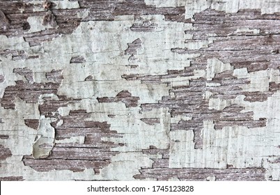 Raw material vintage white wood background with peeling paint
