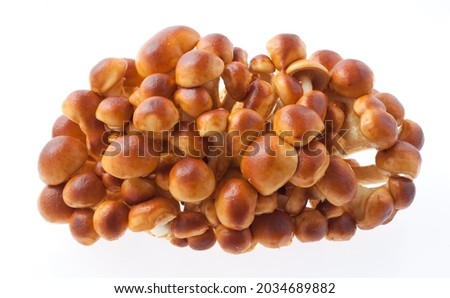 Raw nameko image shooting in the studio