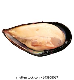Raw new zealand mussels isolated on white background with clipping path
