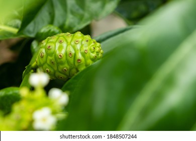Raw of Noni Fruits  with green leafs. Great morinda,Indian mulbery,Morinda citrifolia