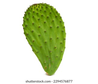 A raw nopal cactus leaf
