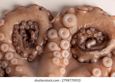 Raw octopus tentacles featuring visible suckers, illustrating the intricate texture and appearance of fresh cephalopod seafood for cooking or biological study