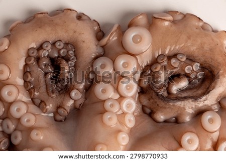 Raw octopus tentacles featuring visible suckers, illustrating the intricate texture and appearance of fresh cephalopod seafood for cooking or biological study