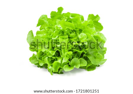 Raw organic green oak lettuce on white isolated background with clipping path. Fresh green oak lettuce have high fiber and vitamin, sweet taste, crisp, delicious for salad. Food and vegetable concept.