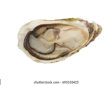 Raw Oyster Isolated On White Background