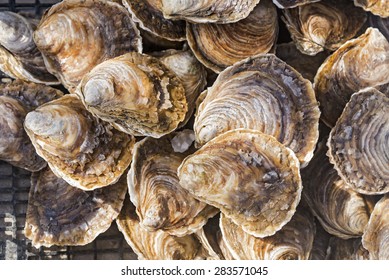 Raw oysters in the shell
Close up of a pile of freshly cultivated oysters in the city of Cancale, France