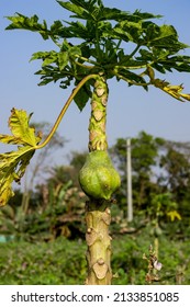 Raw Papaya Growing On An Unhealthy Tree Inside Of The Garden