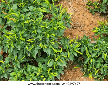 Raw peppers grown in organic fields