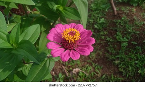 Raw Photo Of Beautiful Zinnia Flower