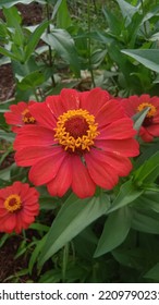 Raw Photo, Red Zinnia Flower, Close Up 