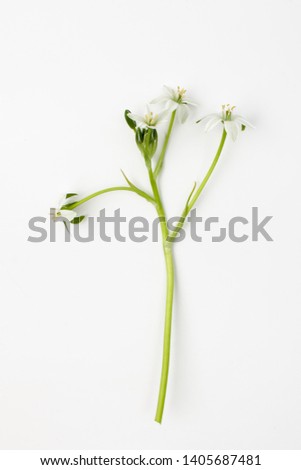 Similar – Image, Stock Photo Allium isolated on white background